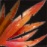 SŁONECZNY ALOES